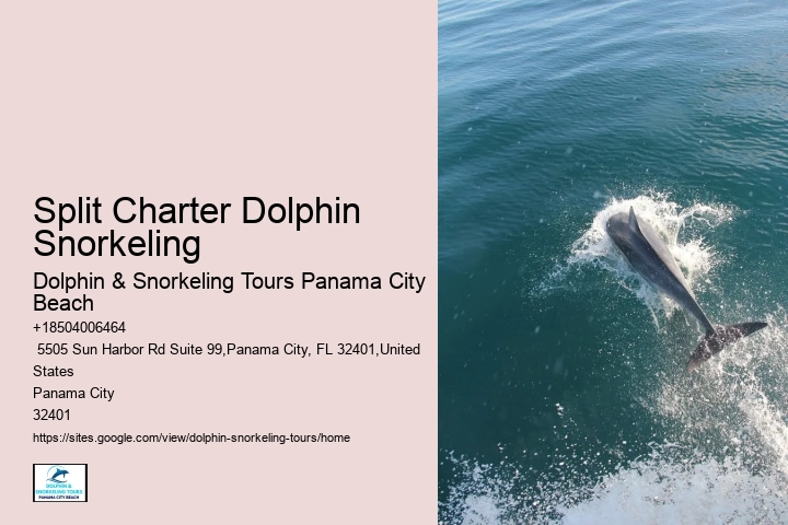 Dolphin Cruise And Snorkeling Adventure
