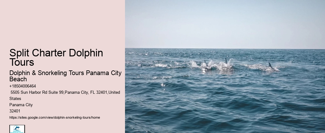 Is It Worth It To Swim With Dolphins