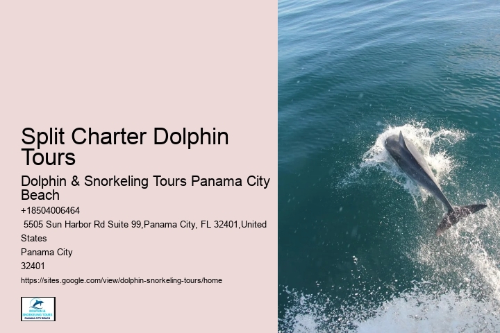 Dolphin 5 Sentences