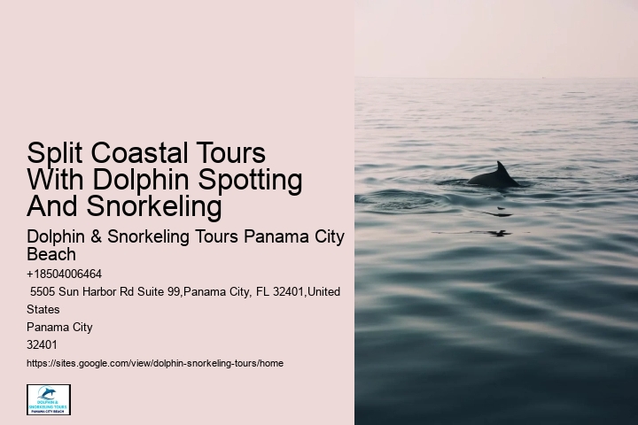 What Should You Not Do While Swimming With Dolphins