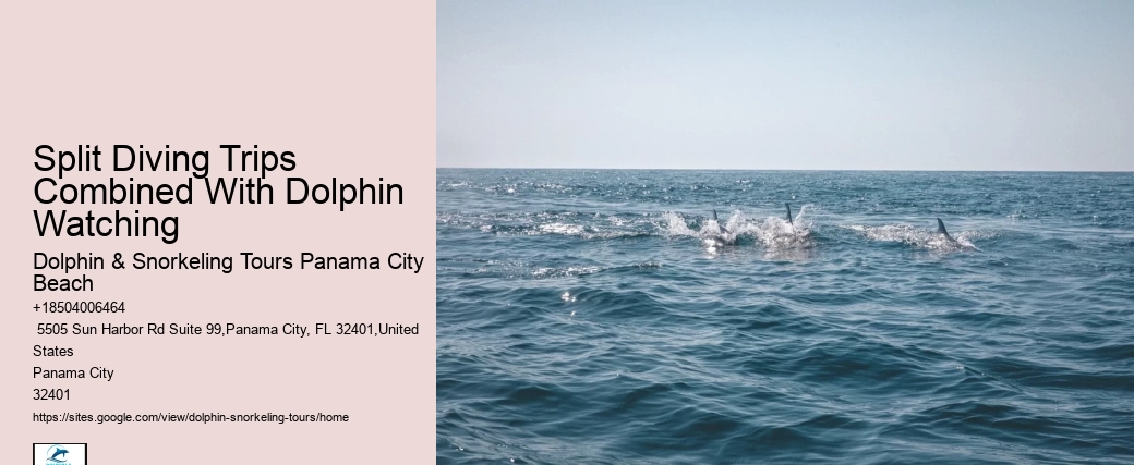 Intimate Dolphin Swim and Snorkeling