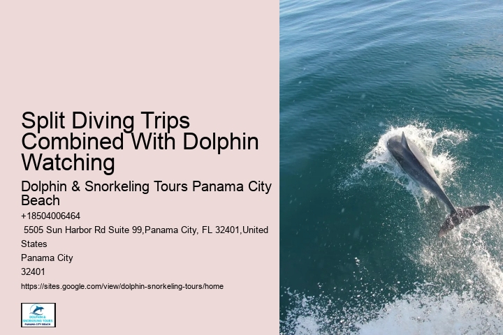 Exclusive Dolphin Exploration with Snorkeling