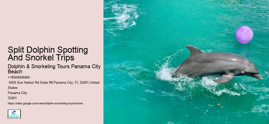 2Hrs Shared Charter Dolphin & Snorkeling Tour