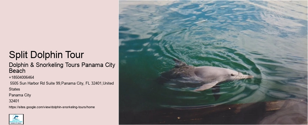 Elite Dolphin Expedition and Snorkeling Tours