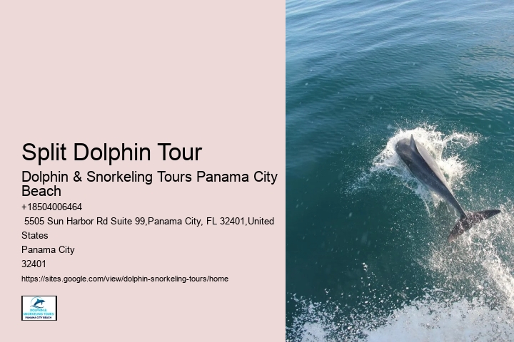 Best Dolphin Tours Panama City Beach