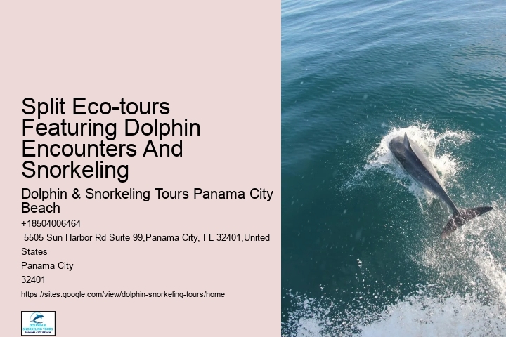 Personal Dolphin Exploration with Snorkeling