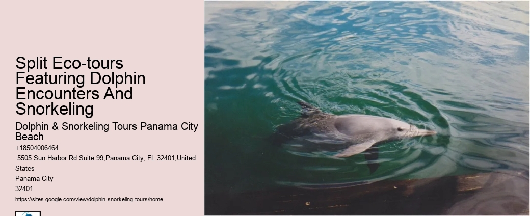 18 Best Places To Swim With Dolphins
