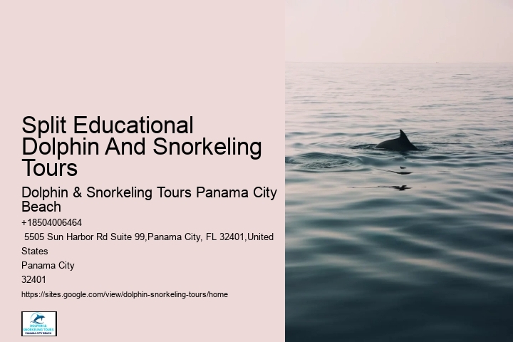 Swim-with-the-dolphins Attractions