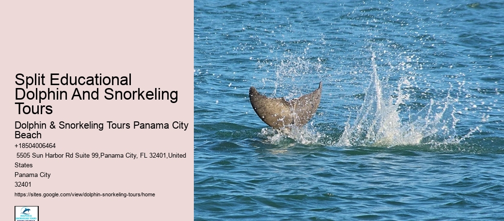 Panama City Beach dolphin excursions