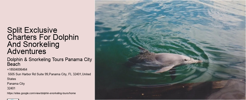 Is It Ethical To Swim With Dolphins