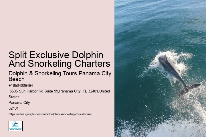 Split Small-group Dolphin And Snorkeling Tours