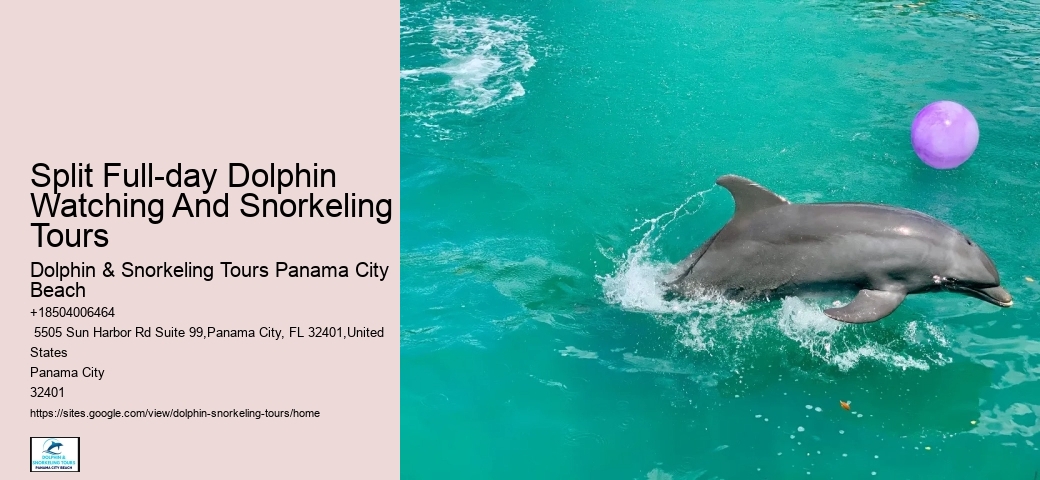 Private Dolphin Tours Hilton Head