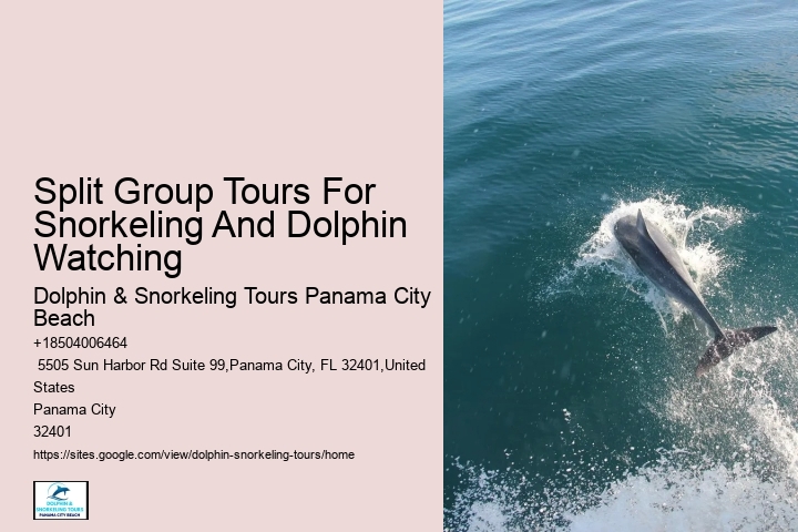 Guided Dolphin Spotting and Snorkeling