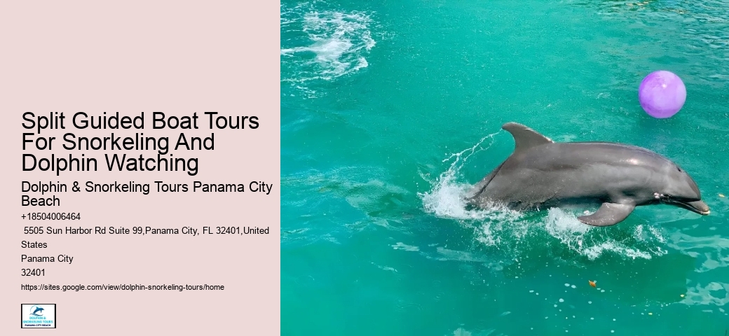 Panama City Beach dolphin experience