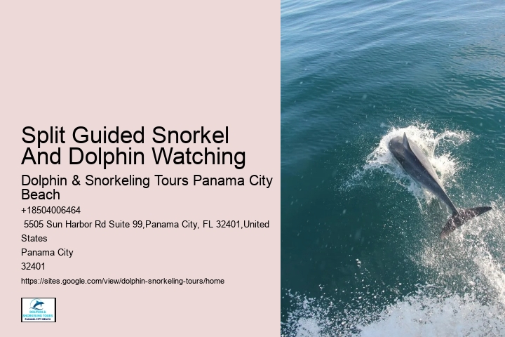 How Much Does It Cost To Swim With Dolphins In Panama City