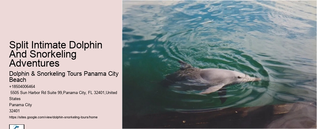 What safety measures are in place during dolphin tours in Panama City Beach