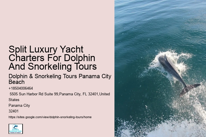 Premium Dolphin Expedition with Snorkeling