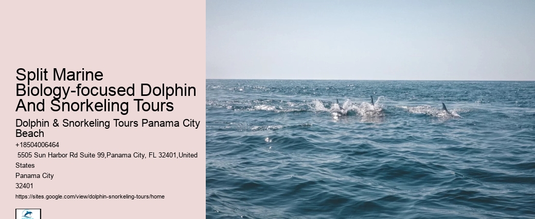 Dolphin Spotting Tours Combined With Snorkeling In Split