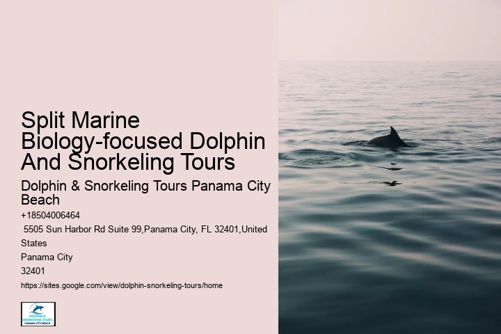 Water Planet Dolphin Swim Tours Panama City Beach Fl