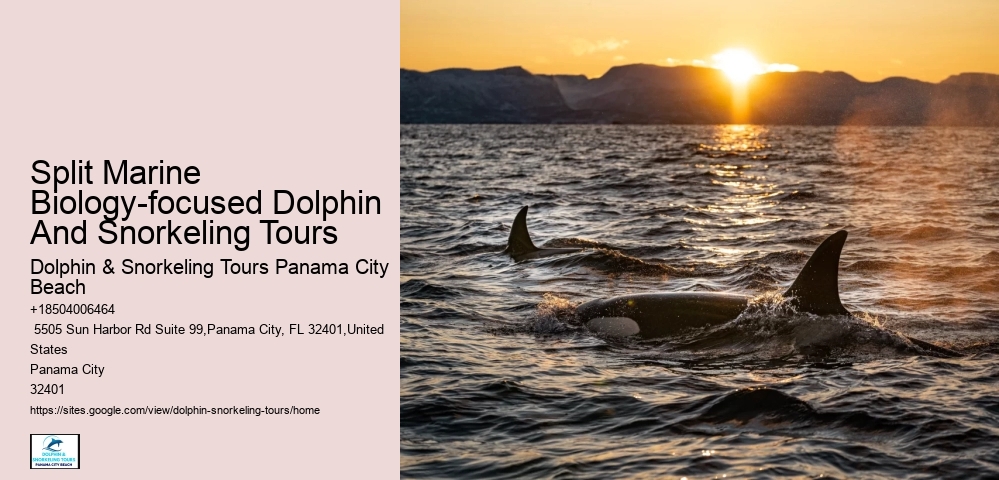 Dolphin & Snorkeling Tours Panama City Beach