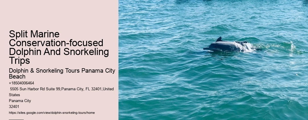 What is the best time of year to go on a dolphin tour in Panama City Beach