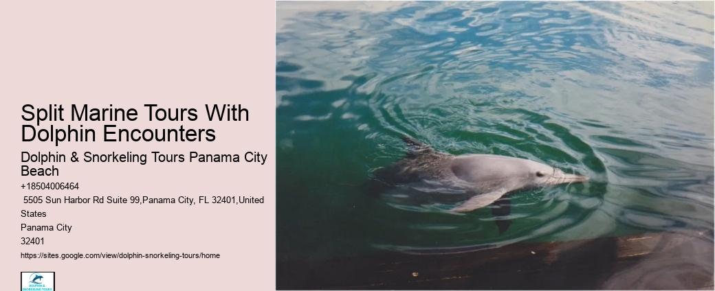 Luxury Dolphin Watching and Snorkeling Excursions