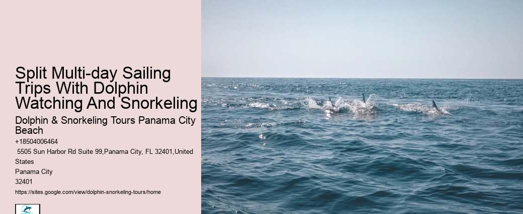 Custom Dolphin Spotting and Snorkeling