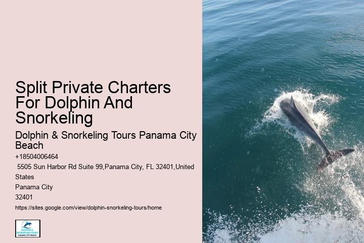 What is the cancellation policy for dolphin tours in Panama City Beach