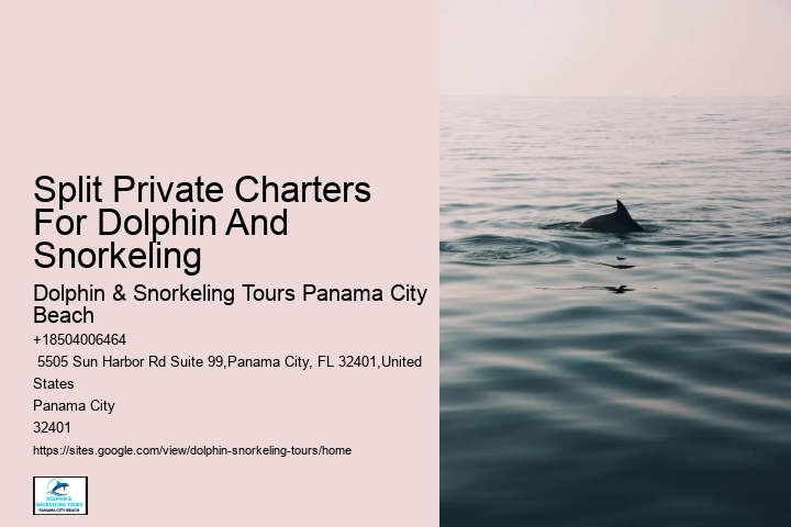 Panama City Beach Dolphin