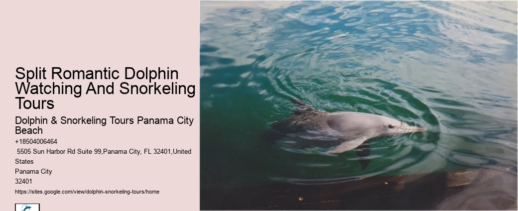 2 Hours Private Dolphin And Snorkeling Tours