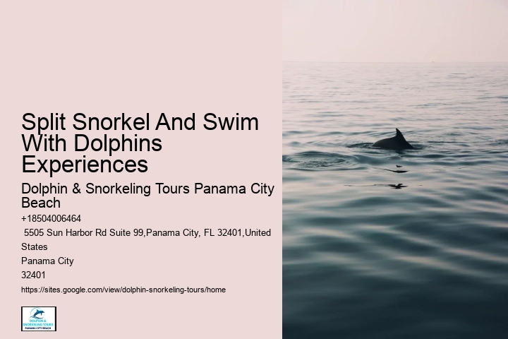 Are there evening or night dolphin tours available in Panama City Beach