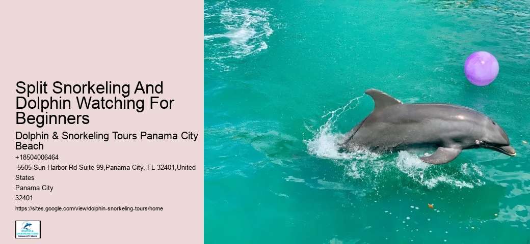 Dolphin Swim With Unlimited Food & Drinks
