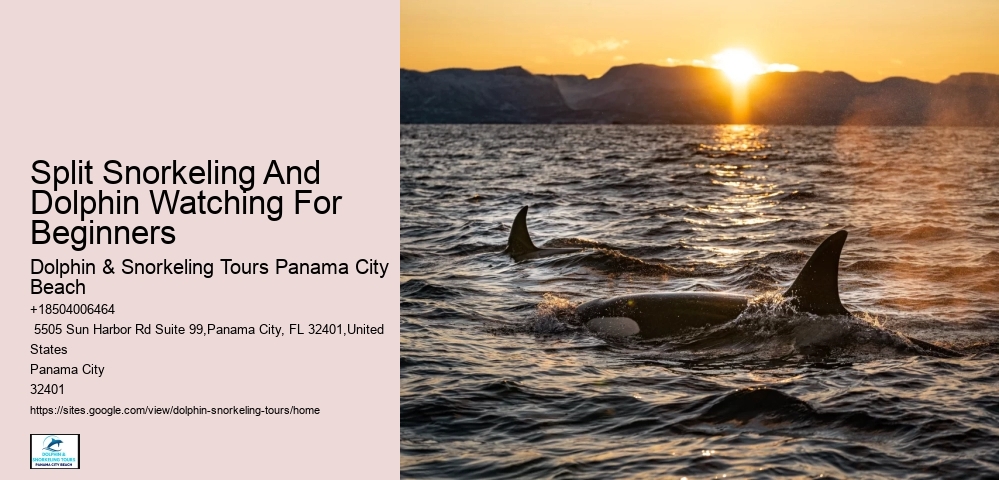 Private 2 Hour Dolphin Cruise