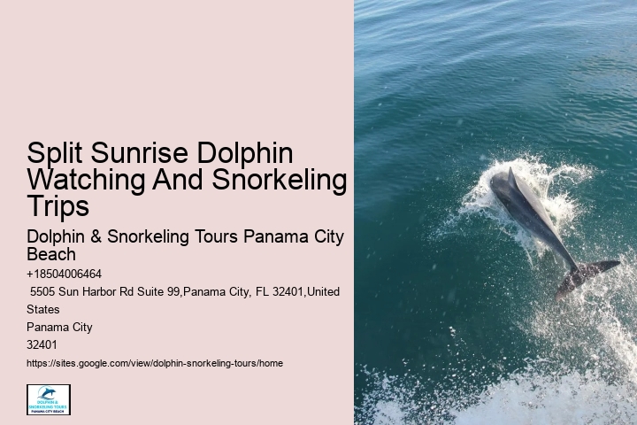 Luxury Dolphin Safari with Snorkeling