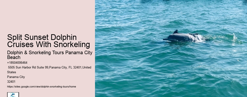 Individual Dolphin Expedition with Snorkeling