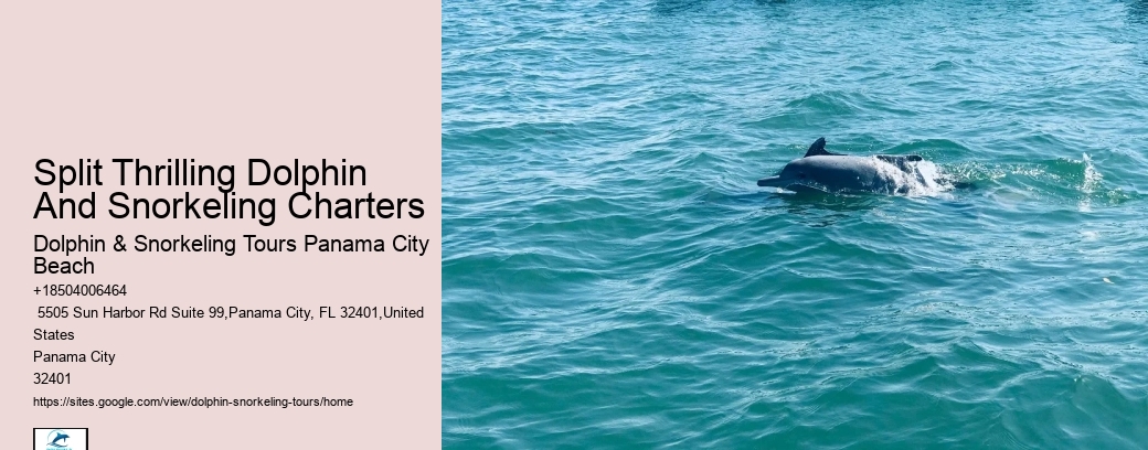 What Not To Do With Dolphins