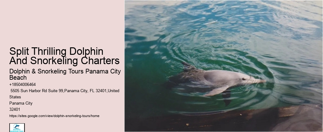 Intimate Dolphin Encounter and Snorkeling Tours