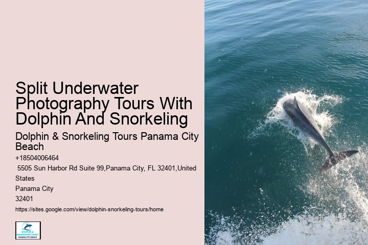 Split Half-day Dolphin And Snorkeling Tours