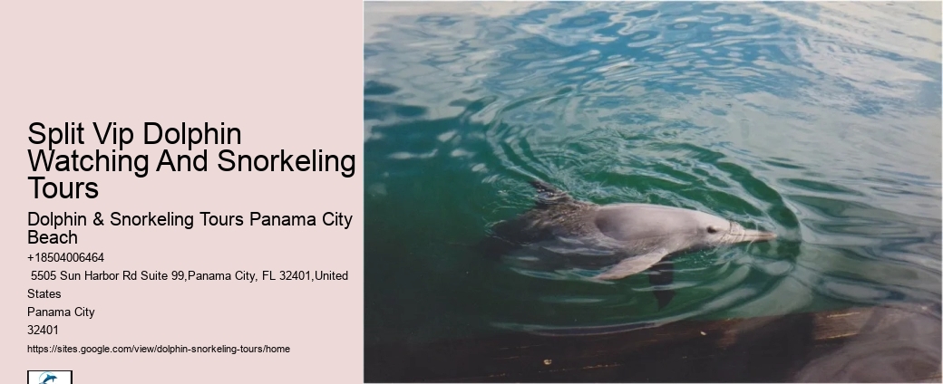 Panama City Beach dolphin boat trips