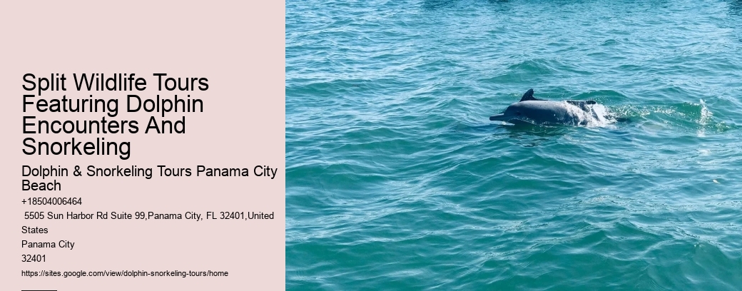 City Beach Dolphin Tours