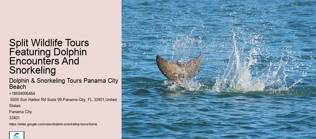 Best Panama City Beach Dolphin Tours