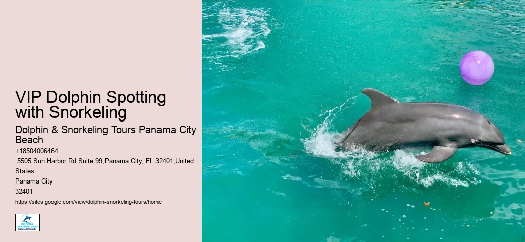 Dolphin Snorkeling Tours