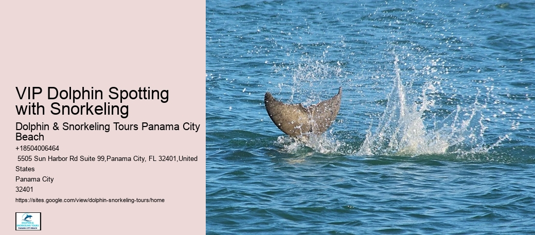 Beach Dolphin Tours