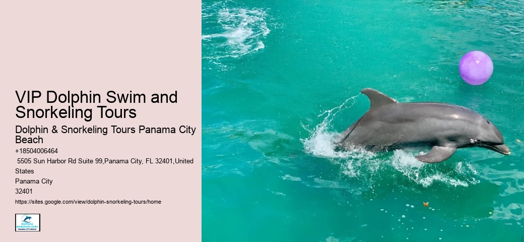 Deluxe Dolphin Expedition with Snorkeling